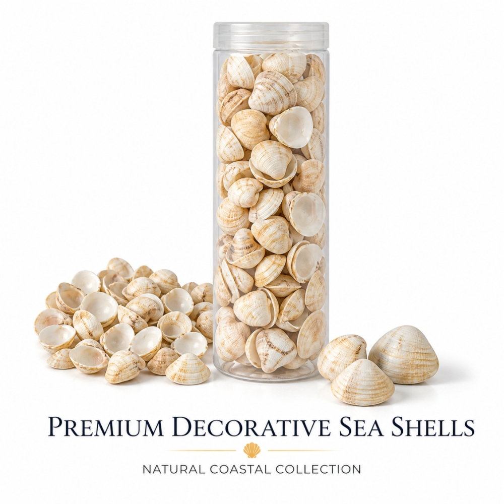 Premium Natural Decorative Sea Shells for Home, Beach & Event Décor | Large Display Box (20CM Height)