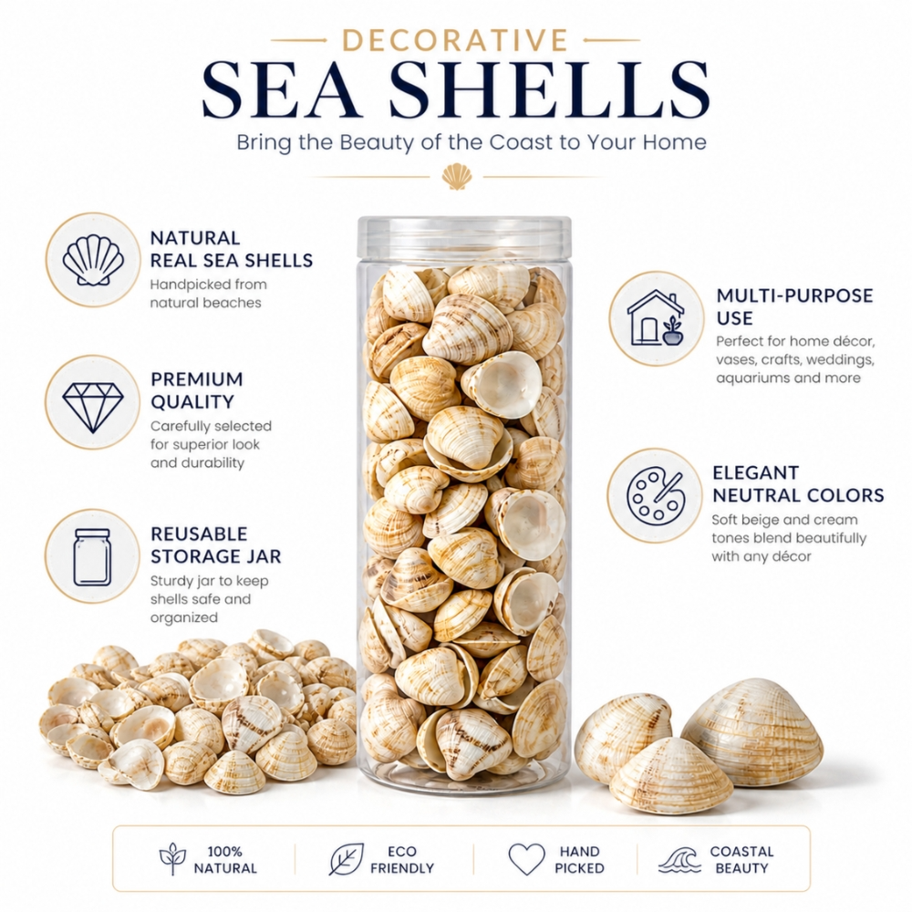 Premium Natural Decorative Sea Shells for Home, Beach & Event Décor | Large Display Box (20CM Height)